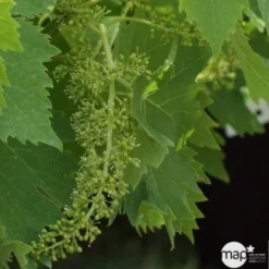 Vigne Variée : Pot 100L -Atmospheraes Store 1045083 1734520 1