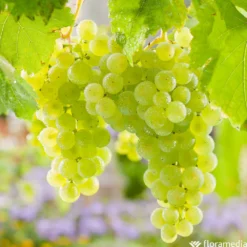 Vigne Variée : Pot 25L -Atmospheraes Store 1056072 2115060