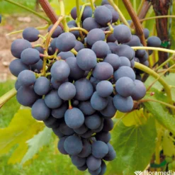 Vigne Variée : Pot 100L -Atmospheraes Store 1056072 2115063 1