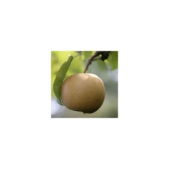 Nashi Nieiseiki : Gobelet Ctr 3 Ans D'âge -Atmospheraes Store 229605 001