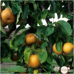 Nashi Nieiseiki : Gobelet Ctr 3 Ans D'âge -Atmospheraes Store 229605 003