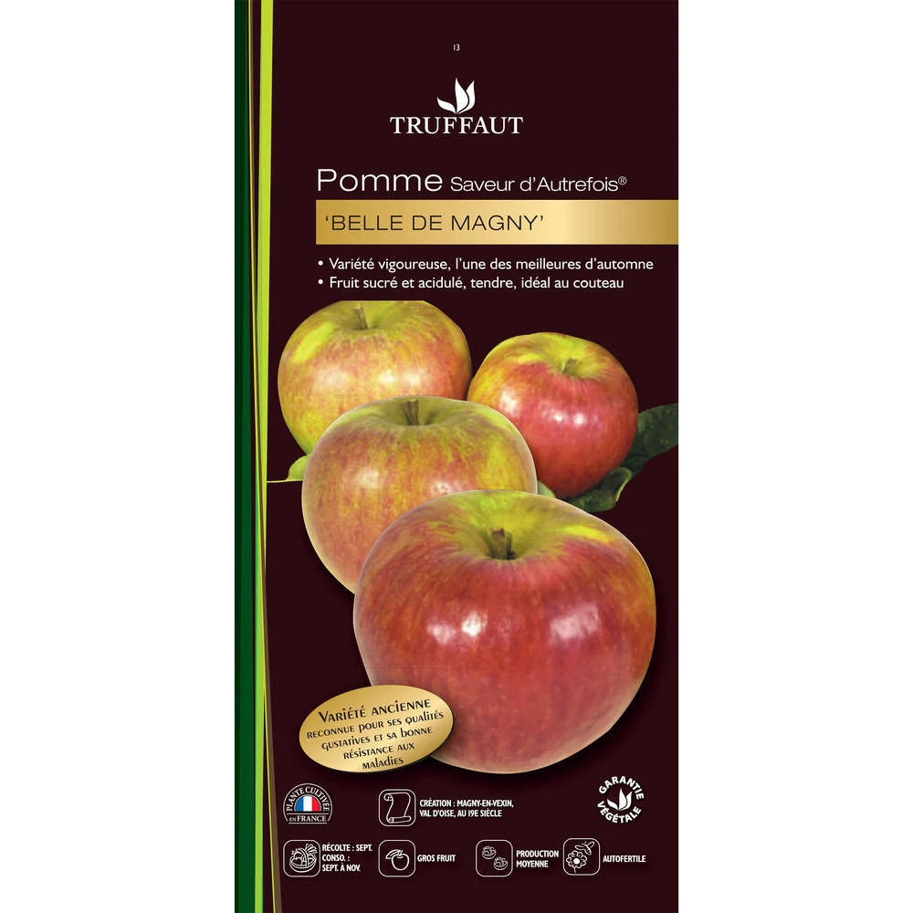 Pommier Belle De Magny : Gobelet 3 Ans D'âge Prêt à Planter 2 Pommier Belle De Magny : Gobelet 3 Ans D'âge Prêt à Planter – Image 2