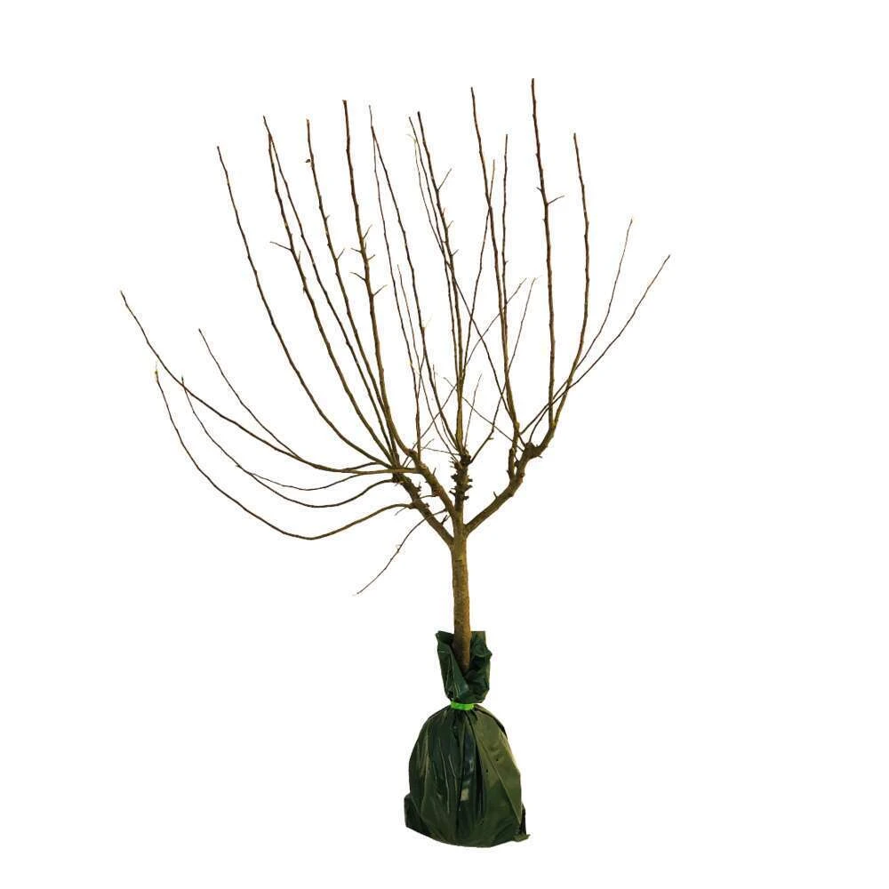 Pommier Belle De Magny : Gobelet 3 Ans D'âge Prêt à Planter 1 Pommier Belle De Magny : Gobelet 3 Ans D'âge Prêt à Planter