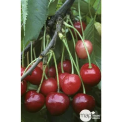 Cerisier Bigarreau Marmotte : Demi Tige Ctr 15 Litres -Atmospheraes Store 29603 002