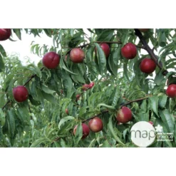 Nectarinier Nectarose : Demi Tige Ctr 15 Litres -Atmospheraes Store 29612 003