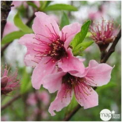 Nectarinier Nectarose : Demi Tige Ctr 15 Litres -Atmospheraes Store 29612 004