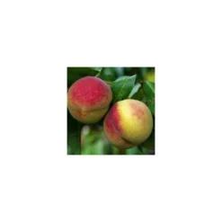 Pêcher Charles Ingouf : ½ Tige, 4-5 Ans, H 170-180 Cm