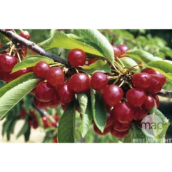 Cerisier Coeur De Pigeon : ½ Tige, 4-5 Ans, H 170-180 Cm -Atmospheraes Store 37589 002