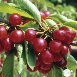 Cerisier Coeur De Pigeon : ½ Tige, 4-5 Ans, H 170-180 Cm -Atmospheraes Store 37589 003