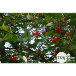 Cerisier Griotte De Montmorency : Gobelet 3 Ans D'âge Ctr 12 Litres -Atmospheraes Store 37613 004