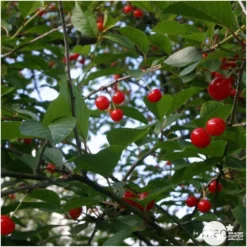 Cerisier Griotte De Montmorency : Gobelet 3 Ans D'âge Ctr 12 Litres -Atmospheraes Store 37613 006