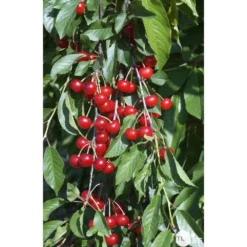 Cerisier Griotte De Montmorency : Gobelet 3 Ans D'âge Ctr 12 Litres -Atmospheraes Store 37613 007