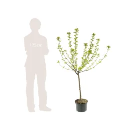 Cerisier Bigarreau Moreau : Gobelet 3 Ans D'âge Ctr 12 Litres -Atmospheraes Store 37620 005