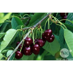 Cerisier Bigarreau Reverchon : Gobelet 3 Ans D'âge Ctr 12 Litres 5 Cerisier Bigarreau Reverchon : Gobelet 3 Ans D'âge Ctr 12 Litres -Atmospheraes Store 37634 003