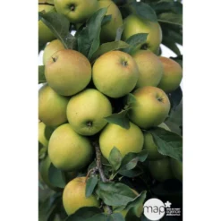 Pommier Golden Delicious : Gobelet 3 Ans D'âge Ctr 12 Litres 7 Pommier Golden Delicious : Gobelet 3 Ans D'âge Ctr 12 Litres -Atmospheraes Store 37730 003