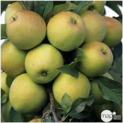 Pommier Golden Delicious : Gobelet 3 Ans D'âge Ctr 12 Litres 6 Pommier Golden Delicious : Gobelet 3 Ans D'âge Ctr 12 Litres -Atmospheraes Store 37730 004
