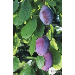 Prunier Quetsche D'Alsace : Gobelet 3 Ans D'âge Ctr 12 Litres -Atmospheraes Store 37823 003