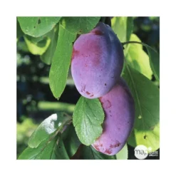 Prunier Quetsche D'Alsace : Gobelet 3 Ans D'âge Ctr 12 Litres -Atmospheraes Store 37823 004