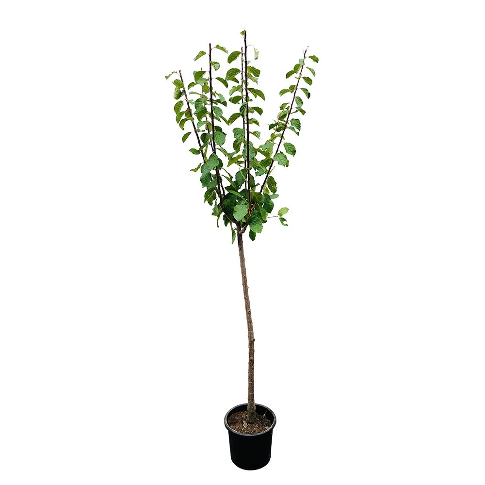 Prunier Quetsche Stanley : Demi Tige 1 Prunier Quetsche Stanley : Demi Tige