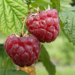 Framboisier 'Glen Ample' Bio : Pot De 3 Litres -Atmospheraes Store 492120 001