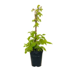 Framboisier 'Glen Ample' Bio : Pot De 3 Litres -Atmospheraes Store 492120 004