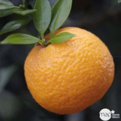 Bergamotier:AB Conteneur 3 Litres -Atmospheraes Store 493514 002