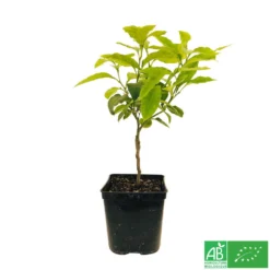 Bergamotier:AB Conteneur 3 Litres -Atmospheraes Store 493514 006