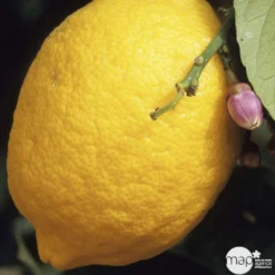 Citronnier 4 Saisons:AB Conteneur 3 Litres -Atmospheraes Store 493516 001