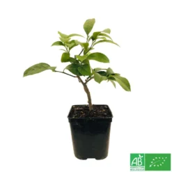 Citronnier Meyer:AB Conteneur 3 Litres -Atmospheraes Store 493531 005