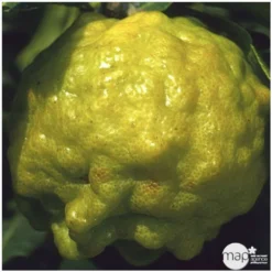 Combava AB :conteneur 3 Litres -Atmospheraes Store 493533 004