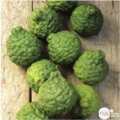 Combava AB :conteneur 3 Litres -Atmospheraes Store 493533 005