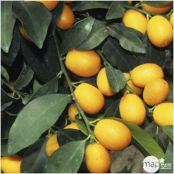 Kumquat : Ctr 3 Litres, Agriculture Biologique 8 Kumquat : Ctr 3 Litres, Agriculture Biologique -Atmospheraes Store 493534 001