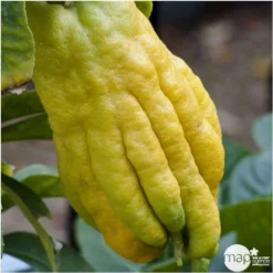 Main De Bouddah:AB Conteneur 3 Litres -Atmospheraes Store 493536 001