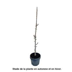 Pommier Colonnaire 'Chenonceau'®: Conteneur 12 Litres -Atmospheraes Store 498583 002