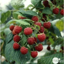 Framboisier 'Héritage' : Pot De 5 Litres -Atmospheraes Store 523572 002