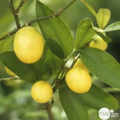 Limequat:AB Conteneur 3 Litres -Atmospheraes Store 536191 004