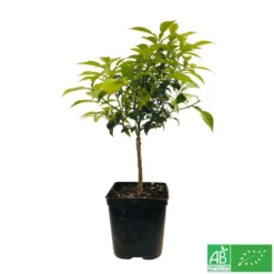 Yuzu AB:pot 3L -Atmospheraes Store 540978 005