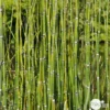 Equisetum Japonica : C.5L