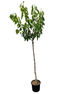 Cerisier Noir Meched : ½ Tige, D. Tronc 8/10cm