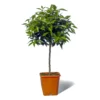 Mandarinier Satsuma Bio "citrus Unshiu" Tailles:pot De 3 Litres, Hauteur 30/40 Cm