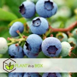 Set De 3 Myrtilliers - Pot ⌀9cm - H.25-40cm (hauteur Pot Incluse) -Atmospheraes Store 628bd093053507.16533773