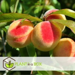 Arbre Fuitier - Pêcher - Pot ⌀15cm - H.60-70cm (hauteur Pot Incluse) -Atmospheraes Store 628c216e0017c8.97624303