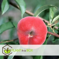 Pêcher De Vigne - Pot ⌀15cm - H.60-70cm (hauteur Pot Incluse) -Atmospheraes Store 628c216ed2ae19.01599514