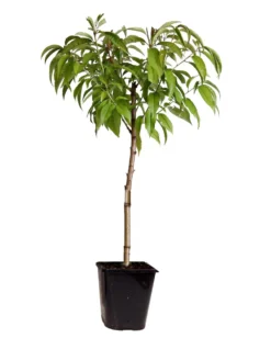 Pêcher De Vigne - Pot ⌀15cm - H.60-70cm (hauteur Pot Incluse)