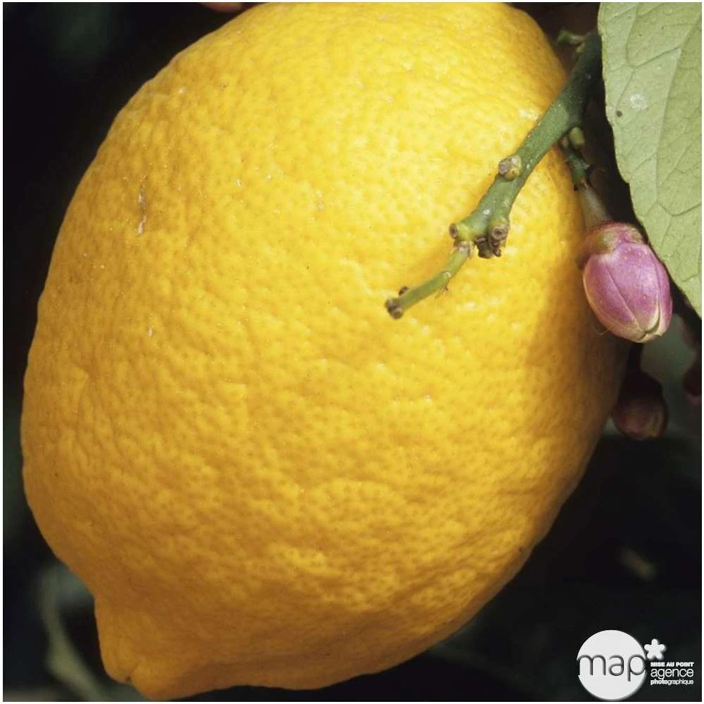 Citronnier 4 Saisons XXL : C5L 1 Citronnier 4 Saisons XXL : C5L