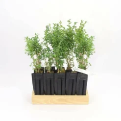 10 Buis Commun (buxus Sempervirens) - Haie De Buis Commun - 10 Jeunes Plants : Taille 10cm -Atmospheraes Store 63bca70f6481e0.85631913