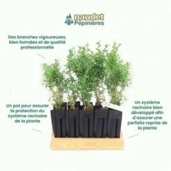 10 Buis Commun (buxus Sempervirens) - Haie De Buis Commun - 10 Jeunes Plants : Taille 10cm -Atmospheraes Store 63bca70f685e23.10789299