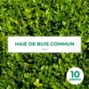 10 Buis Commun (buxus Sempervirens) - Haie De Buis Commun - 10 Jeunes Plants : Taille 10cm