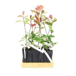 10 Photinia (photinia Fraseri 'red Robin') - Haie De Photinia Red Robin - 10 Jeunes Plants : Taille 20/40cm -Atmospheraes Store 63bca725644c67.63472126