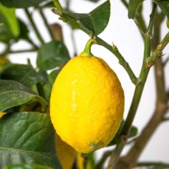 Citrus Limon - Citronnier - Arbre Fruitier - Persistant - ⌀19 Cm - ↕60-70 Cm -Atmospheraes Store 63eb91225a4171.66117877